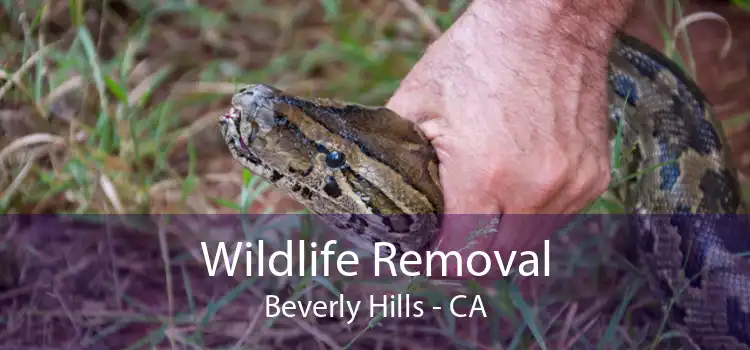 Wildlife Removal Beverly Hills - CA