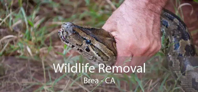 Wildlife Removal Brea - CA