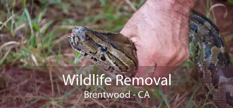 Wildlife Removal Brentwood - CA
