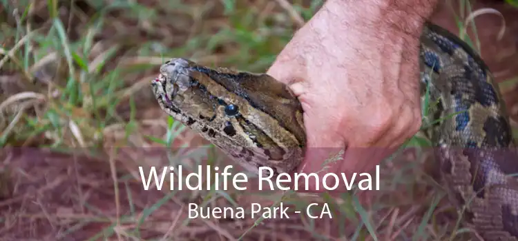 Wildlife Removal Buena Park - CA