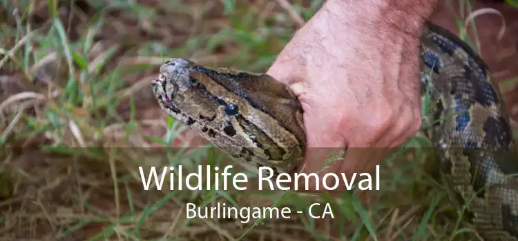 Wildlife Removal Burlingame - CA