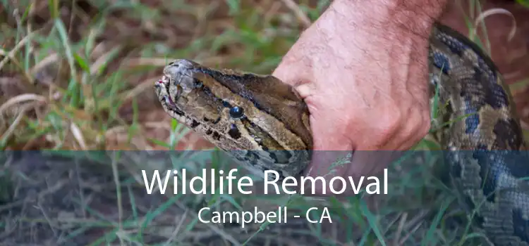 Wildlife Removal Campbell - CA