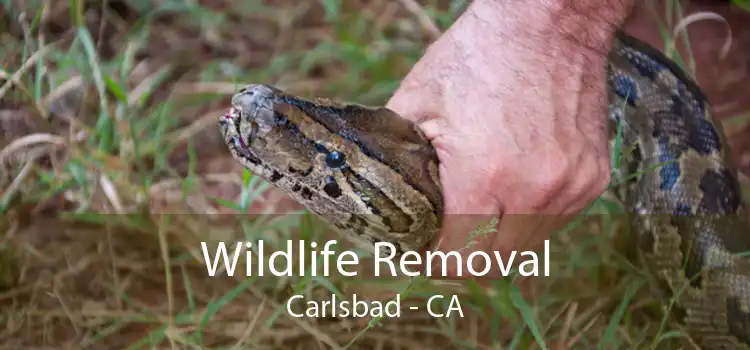 Wildlife Removal Carlsbad - CA