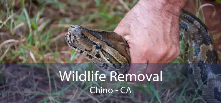 Wildlife Removal Chino - CA