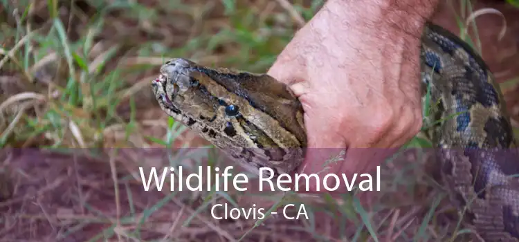 Wildlife Removal Clovis - CA