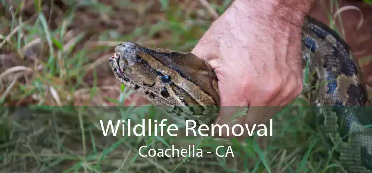 Wildlife Removal Coachella - CA