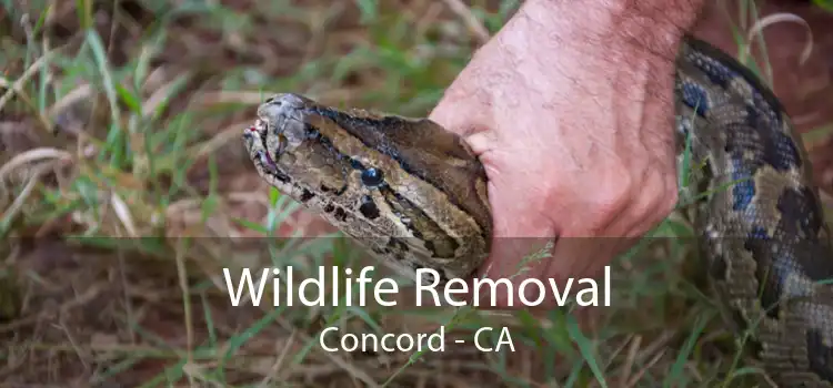 Wildlife Removal Concord - CA