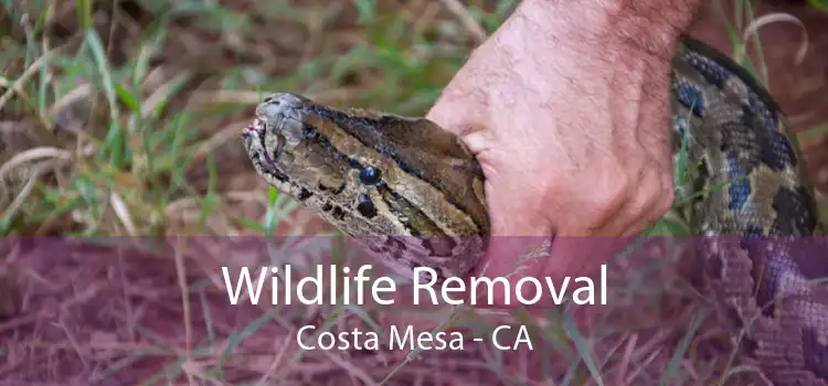 Wildlife Removal Costa Mesa - CA