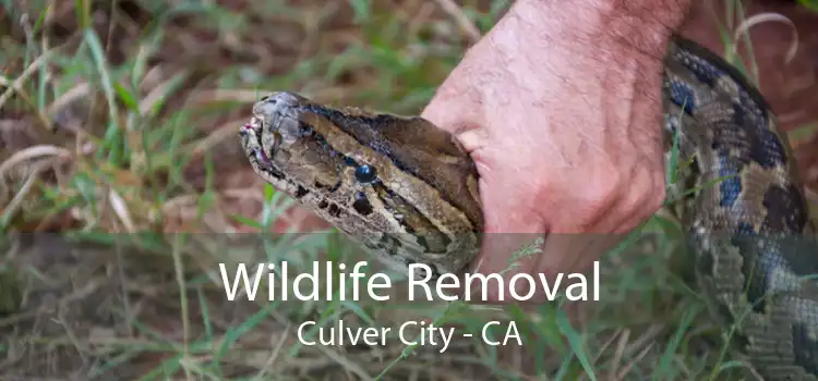 Wildlife Removal Culver City - CA