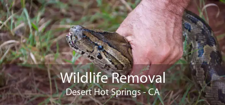 Wildlife Removal Desert Hot Springs - CA