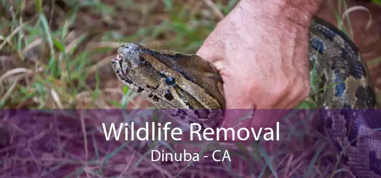 Wildlife Removal Dinuba - CA