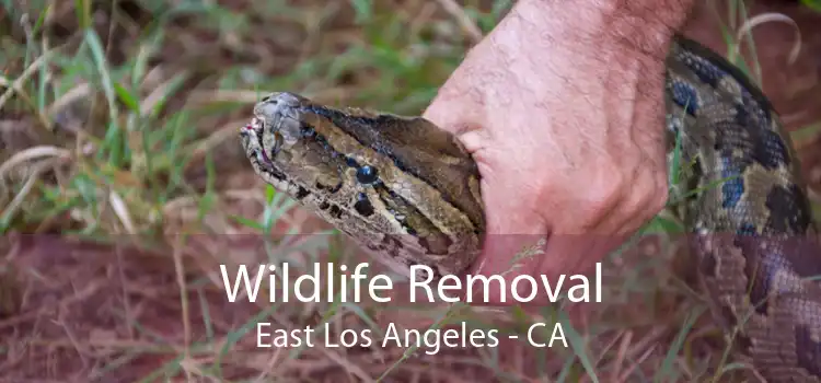 Wildlife Removal East Los Angeles - CA