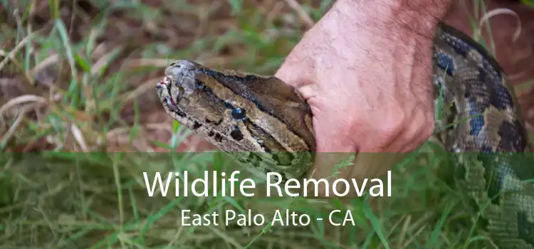 Wildlife Removal East Palo Alto - CA
