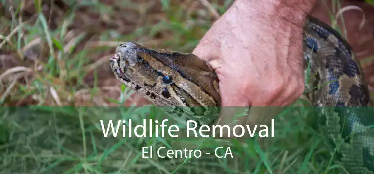 Wildlife Removal El Centro - CA