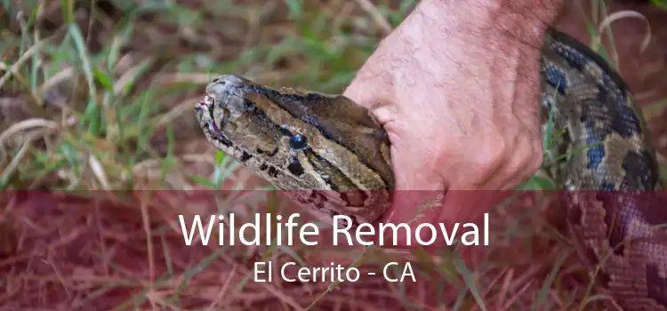 Wildlife Removal El Cerrito - CA