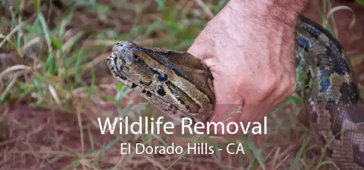 Wildlife Removal El Dorado Hills - CA