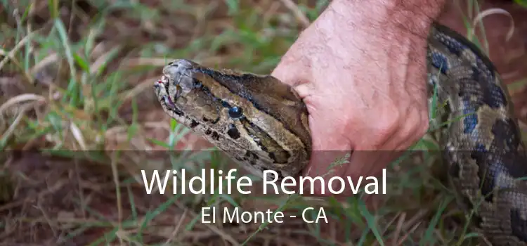 Wildlife Removal El Monte - CA