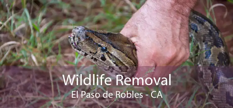 Wildlife Removal El Paso de Robles - CA