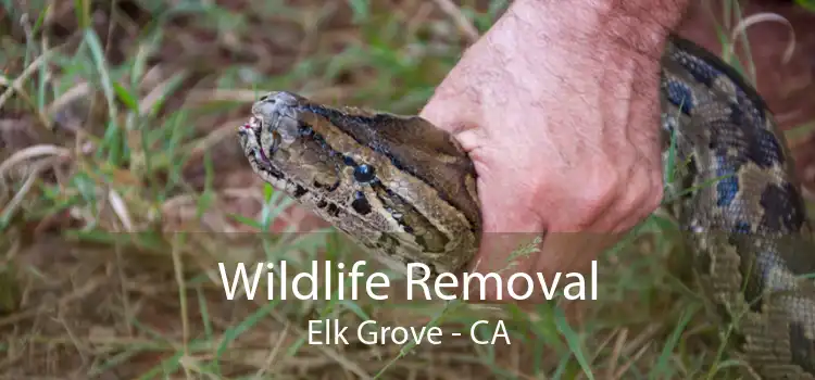 Wildlife Removal Elk Grove - CA