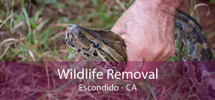 Wildlife Removal Escondido - CA