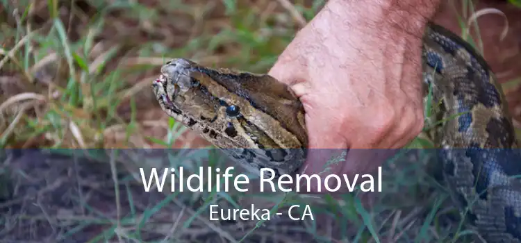 Wildlife Removal Eureka - CA