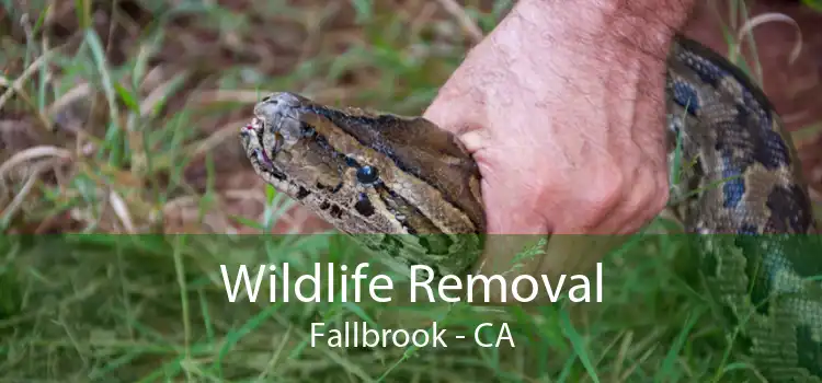 Wildlife Removal Fallbrook - CA