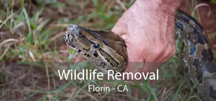 Wildlife Removal Florin - CA