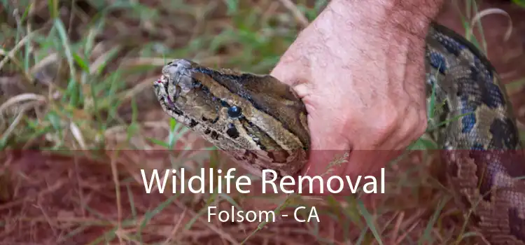 Wildlife Removal Folsom - CA