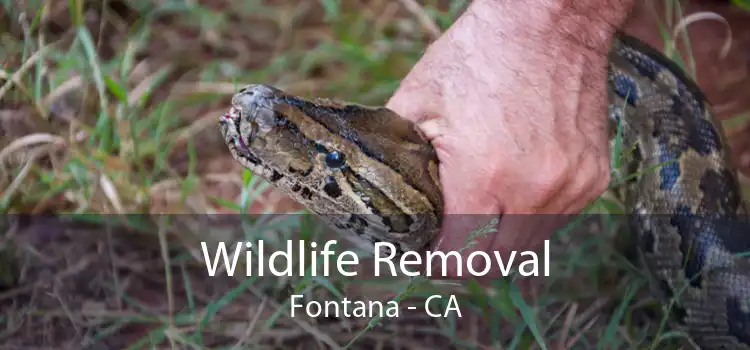 Wildlife Removal Fontana - CA