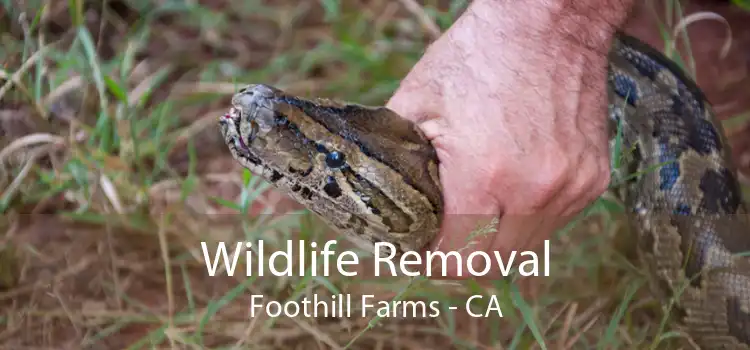 Wildlife Removal Foothill Farms - CA