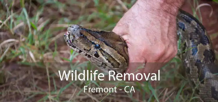 Wildlife Removal Fremont - CA