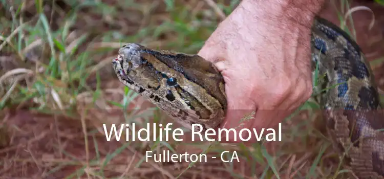 Wildlife Removal Fullerton - CA