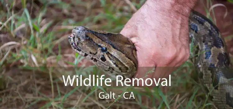 Wildlife Removal Galt - CA