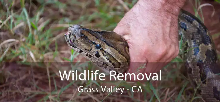 Wildlife Removal Grass Valley - CA
