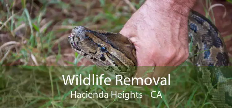 Wildlife Removal Hacienda Heights - CA