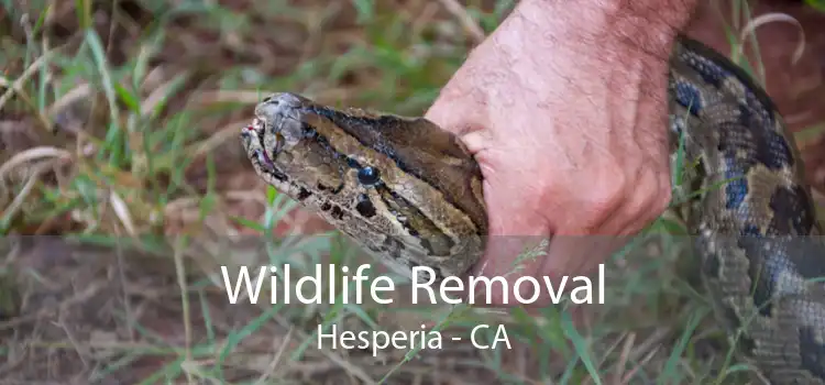 Wildlife Removal Hesperia - CA