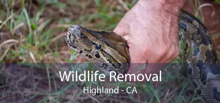 Wildlife Removal Highland - CA