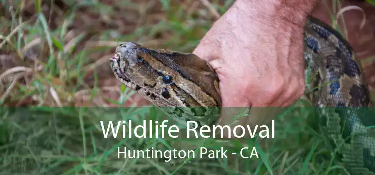 Wildlife Removal Huntington Park - CA