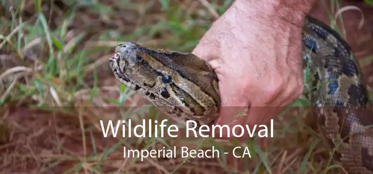Wildlife Removal Imperial Beach - CA