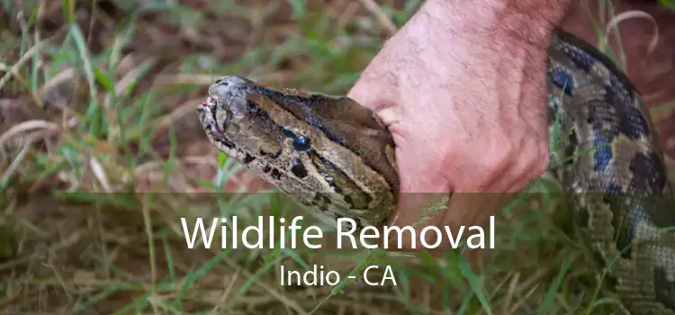 Wildlife Removal Indio - CA