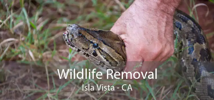 Wildlife Removal Isla Vista - CA