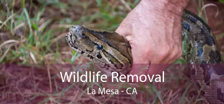 Wildlife Removal La Mesa - CA