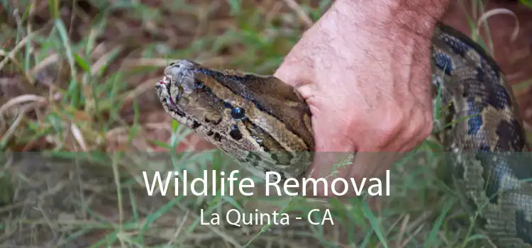 Wildlife Removal La Quinta - CA
