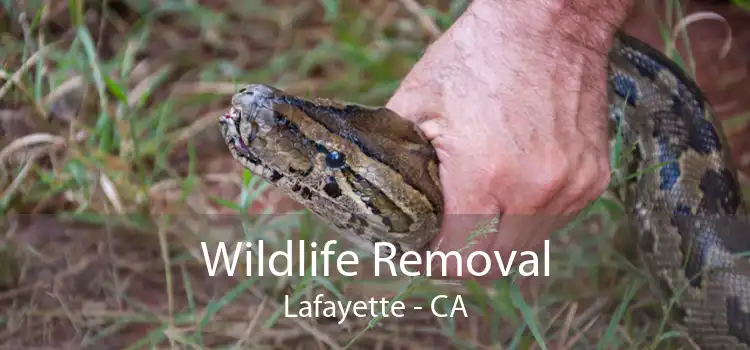 Wildlife Removal Lafayette - CA