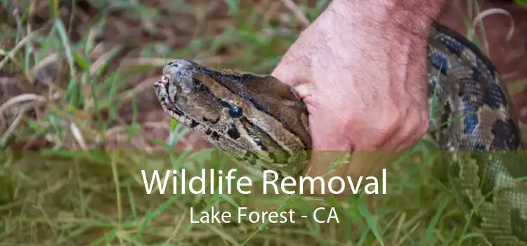 Wildlife Removal Lake Forest - CA