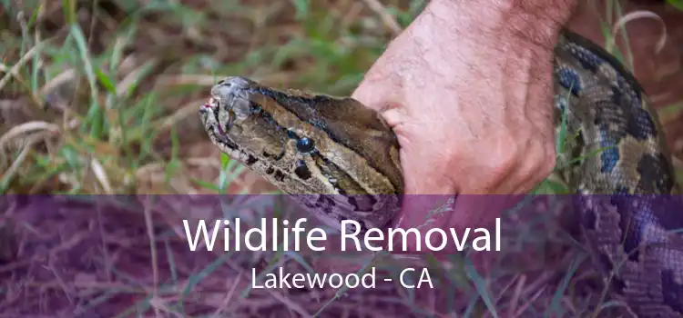 Wildlife Removal Lakewood - CA