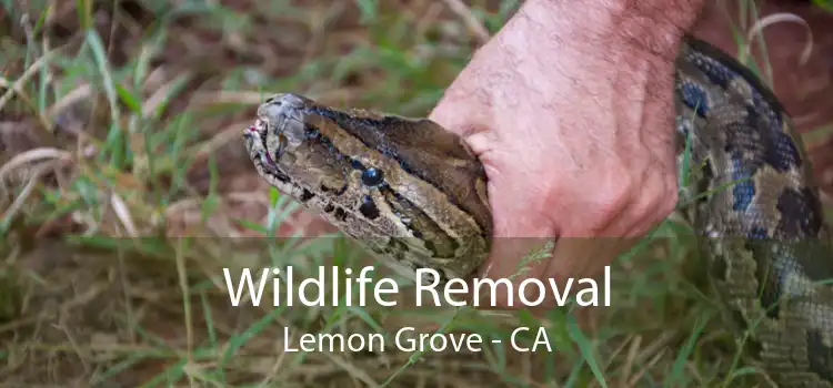 Wildlife Removal Lemon Grove - CA