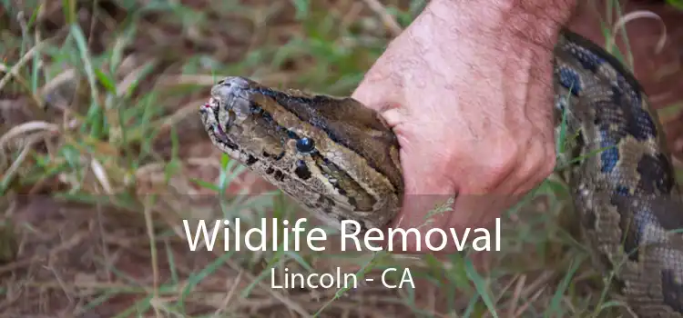 Wildlife Removal Lincoln - CA