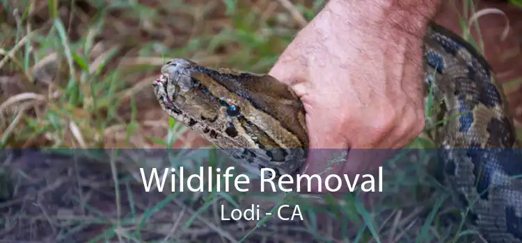 Wildlife Removal Lodi - CA