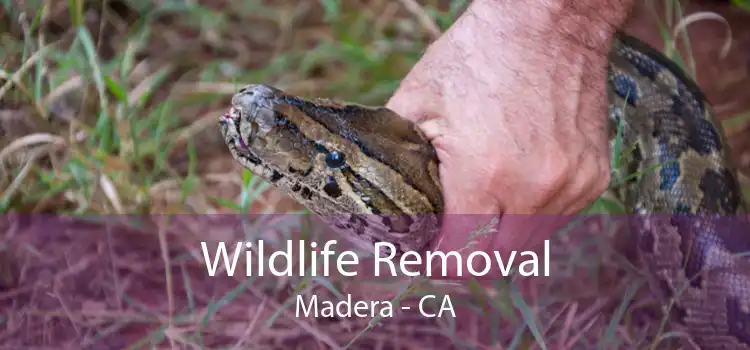 Wildlife Removal Madera - CA